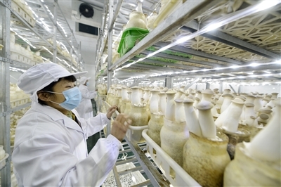 强力推进农业转型升级,加快建设现代农业强市