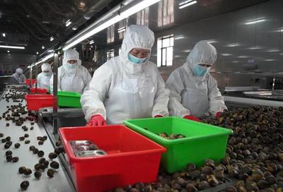 河北遵化:发展农产品深加工助力乡村振兴