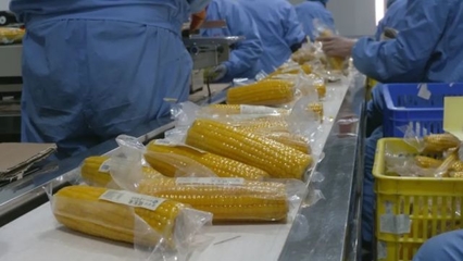 全省574户农业龙头企业恢复生产,占总数近96%