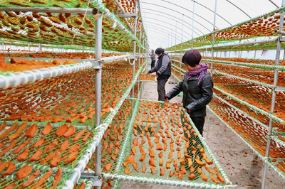 河北卢龙:种植鲜食型甘薯 促进农民增收