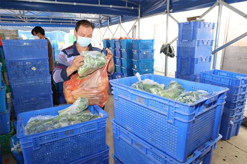 供储并举，金山全力做好农产品防疫保供工作
