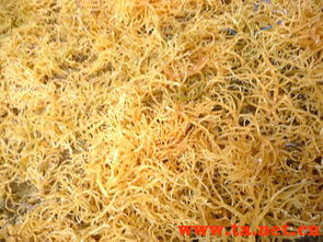 琼海市永兴卡拉胶厂 农产品加工与销售的双赢模式