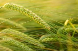 江苏省粮食生产功能区与重要农产品生产保护区建设中的农产品销售策略